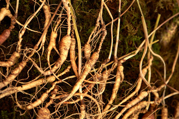 Korean ginseng roots, Chinese herbal medicine 