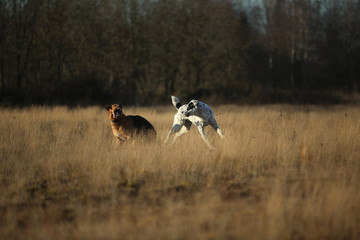 Two dogs at walk on autumn field at dawn