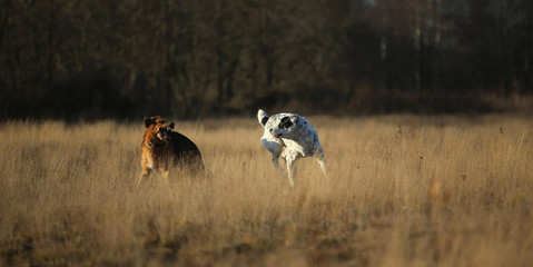 Two dogs at walk on autumn field at dawn