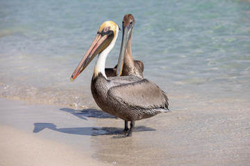 Braunpelikan in der Karibik