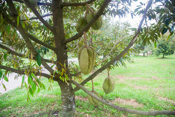Durian trees in the garden have effects on the thorns around the fruit.