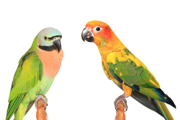 Fototapeta na wymiar Beautiful colorful parrot, Sun conure parakeet (Aratinga solstitialis) and Female Red-breasted Parakeet (Psittacula alexandri) on white background
