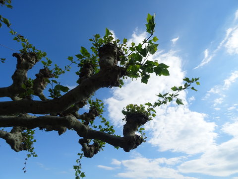 Korkenzieher-Weide