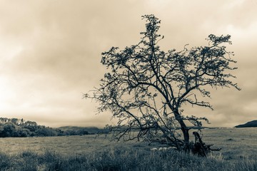 Lonesome tree, Keswick, Lake district 