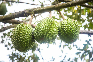 Durian trees in the garden have effects on the thorns around the fruit.