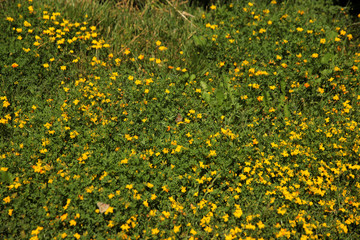 Summer landscape in the foreground meadow flowers with focus on a white butterfly on a flower