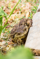 frog, toad, amphibian, animal, nature, green, grass, wildlife, brown, eye, animals, macro, close-up, wild, reptile, common, summer, bufo, water, frogs, jump, closeup, environment, sitting