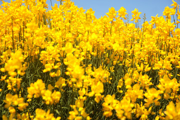 Flowering of broom in spring, yellow flower flowering in spring 