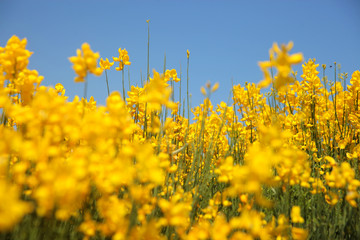 Flowering of broom in spring, yellow flower flowering in spring 