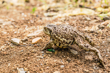 frog, toad, amphibian, animal, nature, green, grass, wildlife, brown, eye, animals, macro, close-up, wild, reptile, common, summer, bufo, water, frogs, jump, closeup, environment, sitting