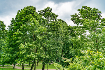 Trees in the Park before the storm