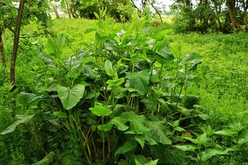 Large garden sorrel Rumex acetosa in June