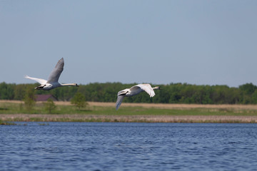 Mute swan (Cygnus olor) in flight over the lake