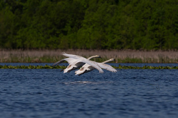 Mute swan (Cygnus olor) in flight over the lake