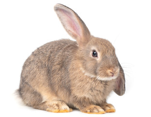 Gray cute young rabbit isolated on white background. Lovely young rabbit sitting.