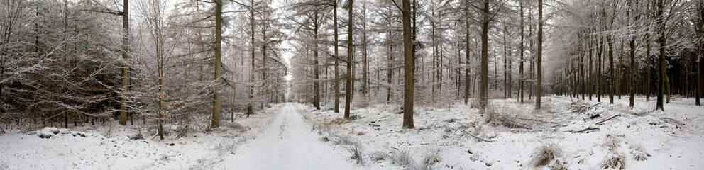Winter Netherlands. Snow and frost. Echten forest drente panorama lane