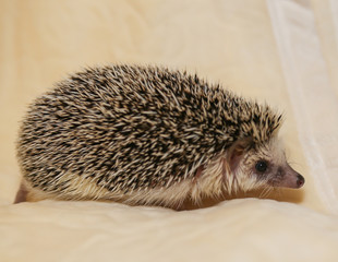 African hedgehog on a neutral background.