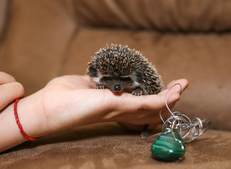 African hedgehog on a neutral background.