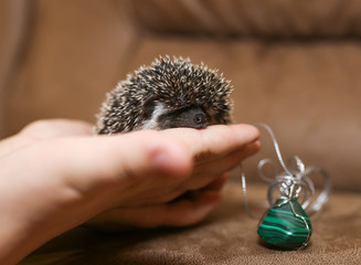 African hedgehog on a neutral background.