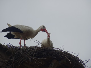 Storch