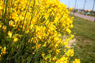 Flowering of broom in spring, yellow flower flowering in spring 