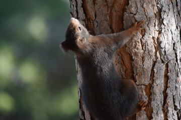 Ardilla en distintas posiciones, escalando un árbol, comiendo, observando, en un bosque de España, Europa.
