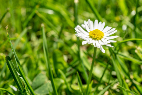 daisy in green grass - macro image