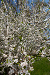 Spring blossom netherlands