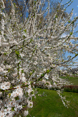 Spring blossom netherlands
