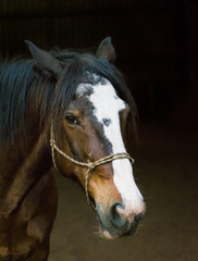 Fototapeta premium cheval