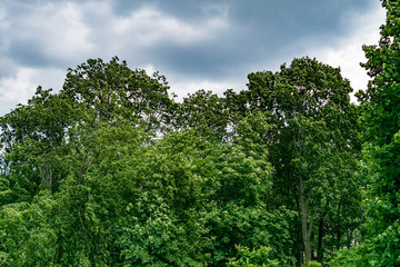 Trees in the Park before the storm