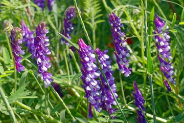 Vogel-Wicke © Willy