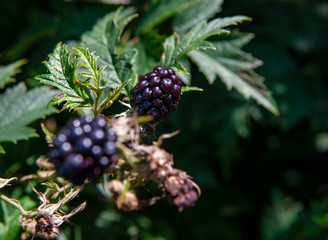 Blackberries