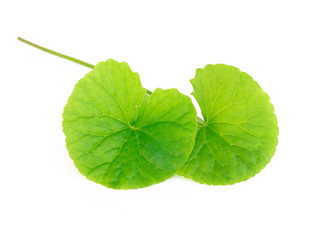 Closeup leaf of Gotu kola, Asiatic pennywort, Indian pennywort on white background, herb and medical concept