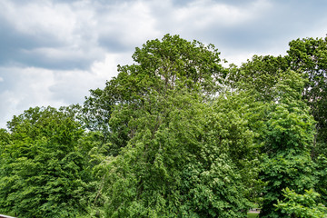 Trees in the Park before the storm