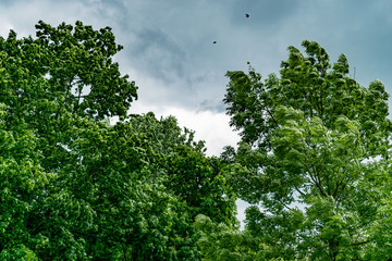 Trees in the Park before the storm