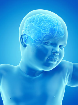 3d rendered medically accurate illustration of a babys brain