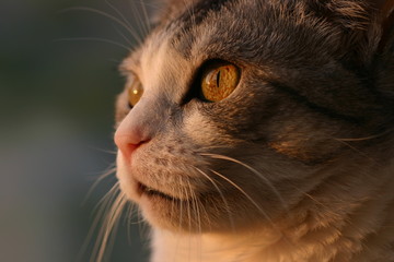 The excitement of the house cat watching the nature through the window