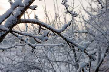 Fototapeta na wymiar Winter Netherlands branches with snow