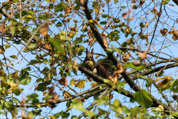 Ecureuil sauvage mangeant une pomme