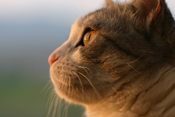 The excitement of the house cat watching the nature through the window