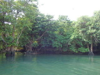 石垣島のマングローブ林