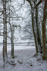 Winter Netherlands Havelte drente Netherlands Snow frost. Heather and peat fields