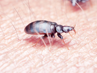 3d rendered illustration of a bed bug