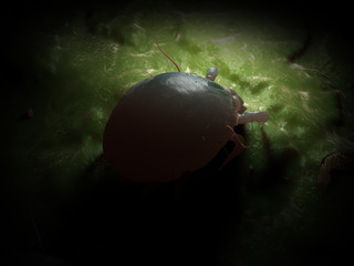 3d rendered illustration of a dust mite