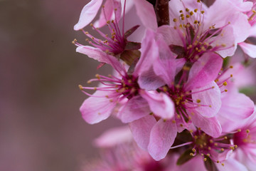 Obraz premium Gently pink buds of flowers on almonds branches in beams of the bright hot sun. Soft focus. Macro.