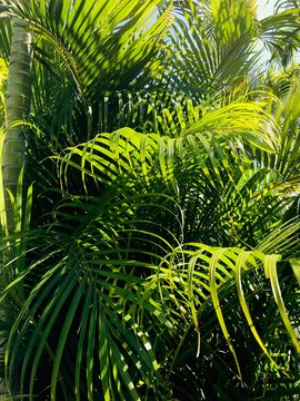 Background image of close up palm tree leaves in florida
