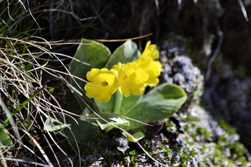 Blume in den Alpen - 271257361