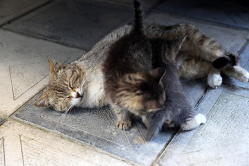 A cute baby cats drinking milk from her mother's breast