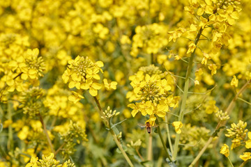 yellow field during rapeseed bloom at the end of May, bee pollinating flowers
